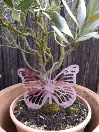 Edelrost Schmetterling Anette mit Streifen