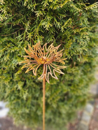 Edelrost Topfstecker Blüte Hanni