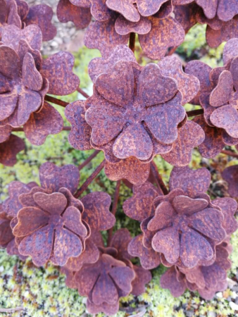 Edelrost Blume Tellerhortensie, klein
