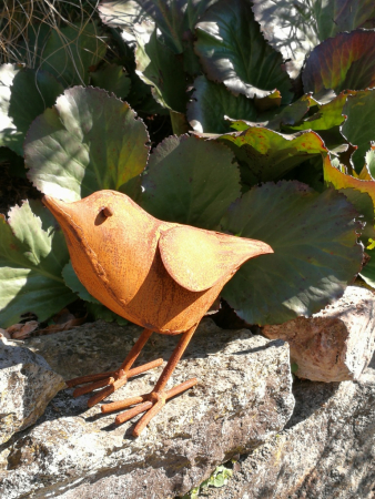 Edelrost Vogel Franz, Kopf nach oben