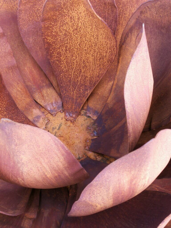 Preview: Edelrost Agave 60 cm