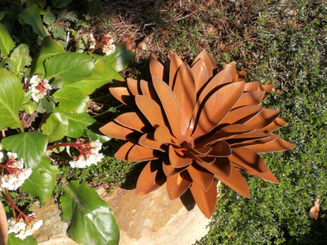 Preview: Edelrost Echeveria