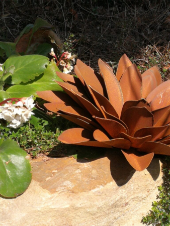 Edelrost Echeveria