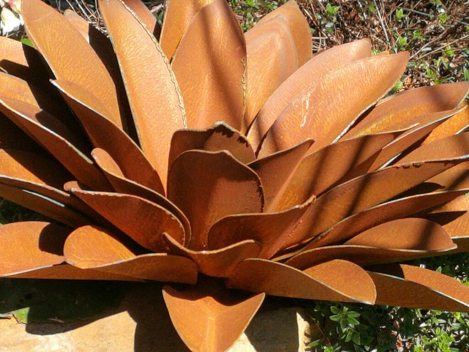 Preview: Edelrost Echeveria