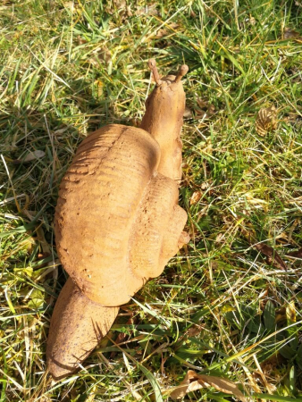 Gusseisen Schnecke