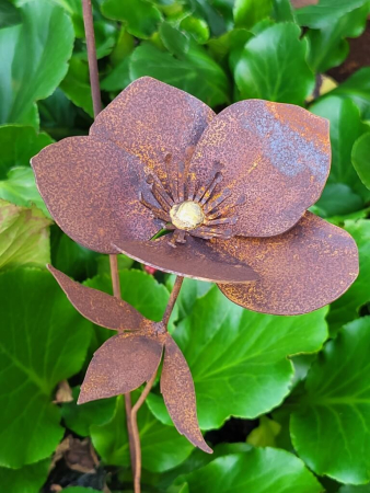Preview: Edelrost Helleborus am Stab