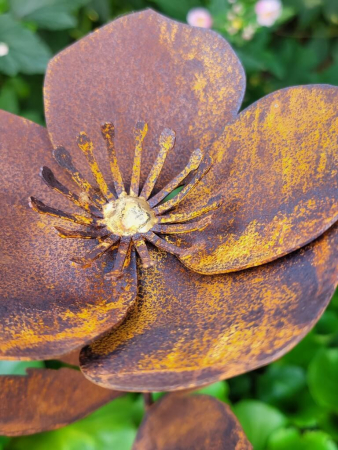 Preview: Edelrost Helleborus am Stab