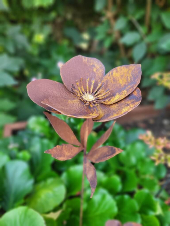Edelrost Helleborus am Stab