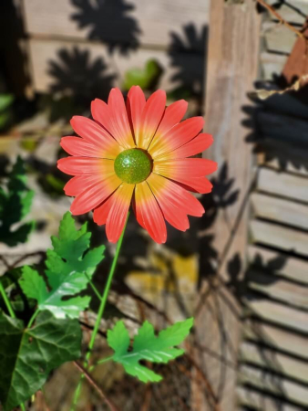 Topfstecker Blüte Daisy