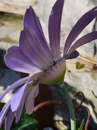 Topfstecker Blüte Daisy