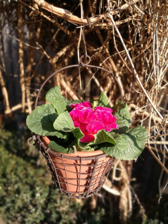 Preview: Pflanzkorb Gitter inkl. Topf