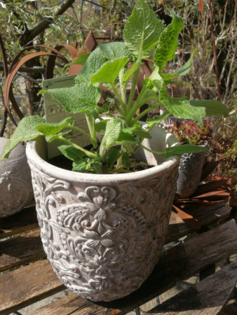 Pflanztopf Bolotano hoch, aus Zement