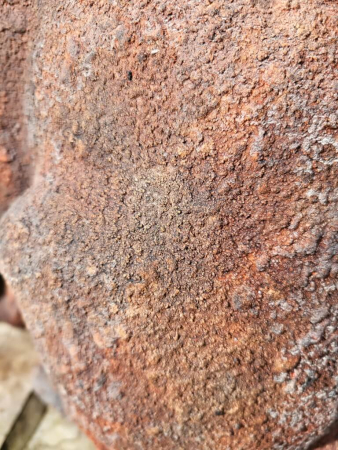 Preview: Hase Graz, Rostoptik, Blick rechts