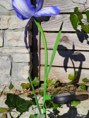 Solarblume Iris zum Stecken, blau