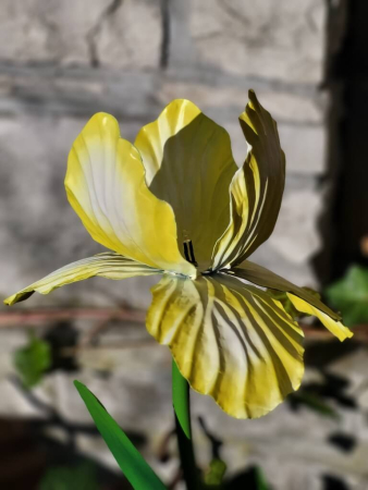 Solarblume Iris zum Stecken, gelb