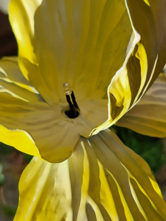 Solarblume Iris zum Stecken, gelb