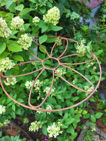 Edelrost Staudenhalter Blüte im Ring