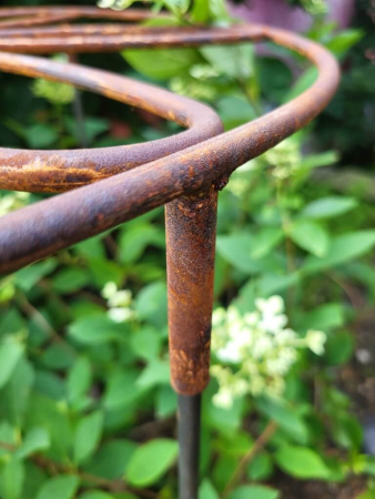 Preview: Edelrost Staudenhalter Blüte im Ring