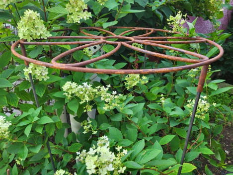Preview: Edelrost Staudenhalter Blüte im Ring