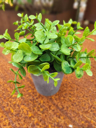 Preview: Topfpflanze Eukalyptus, grün (künstlich)