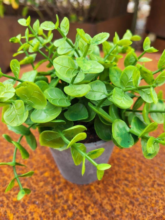 Preview: Topfpflanze Eukalyptus, grün (künstlich)