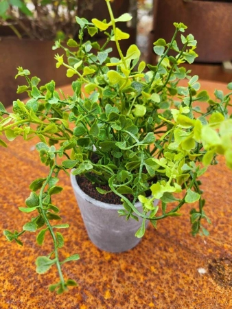 Topfpflanze Sedum, filigran
