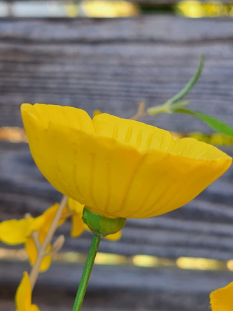Topfstecker Blüte Carina, Polyresin, 3 Farben