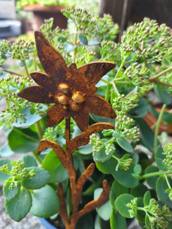 Preview: Edelrost Topfstecker Edelweiß, 1 Blüte