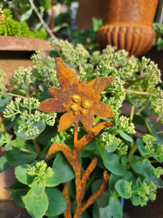 Edelrost Topfstecker Edelweiß, 1 Blüte