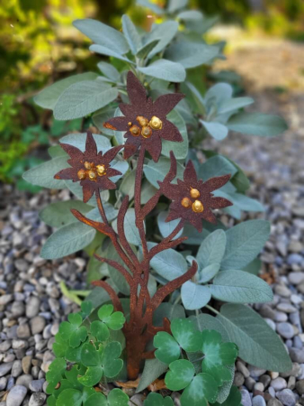 Edelrost Topfstecker Edelweiß, 3 Blüten
