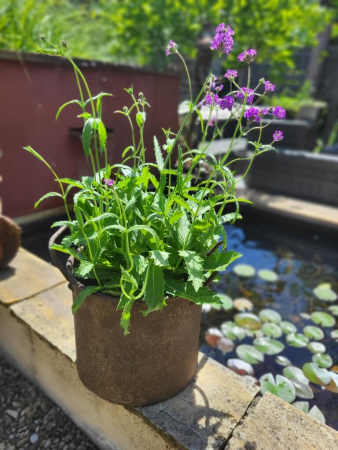 Preview: Edelrostoptik Pflanztopf mit Griffen