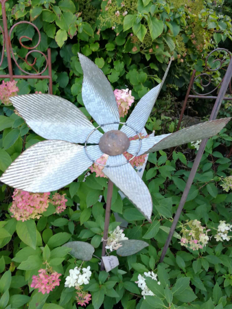 Zinkblume Katja, geriffelte Blätter