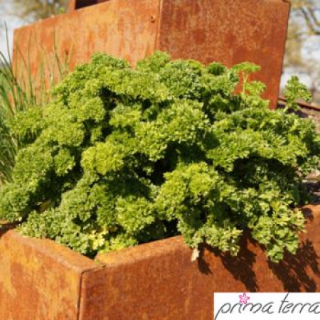 Preview: Edelrost Kräuterschnecke Prima Terra, eckig