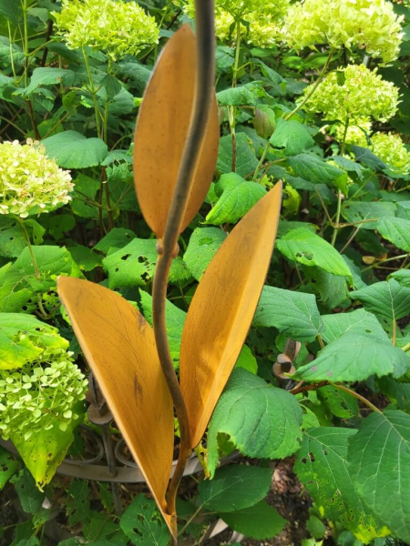 Edelrost Blume Nesra, Zwiebelblüte, Verde