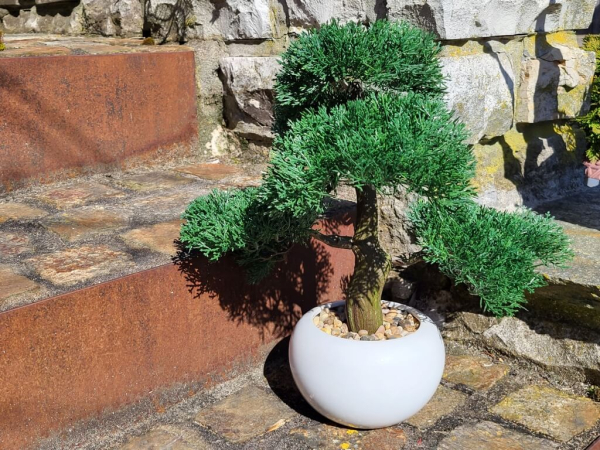 Bonsai Konifere im Topf (künstlich)