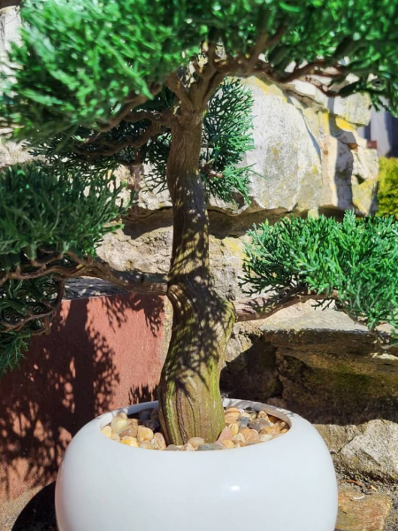 Bonsai Konifere im Topf (künstlich)