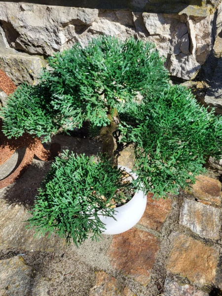 Bonsai Konifere im Topf (künstlich)