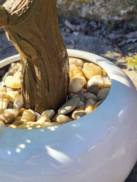 Bonsai Laubbaum im Topf (künstlich)