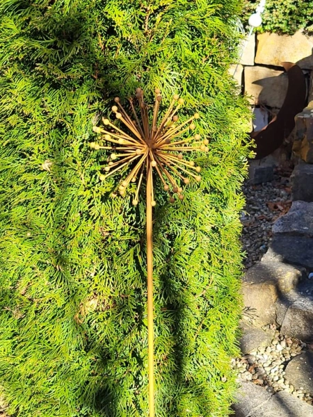 Edelrost Blume Allium (Kugellauch) 3D, verblüht