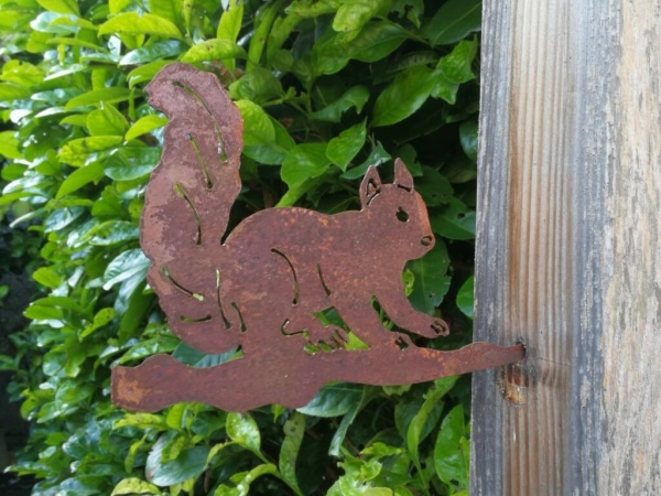 Edelrost Eichhörnchen "Walnut", laufend