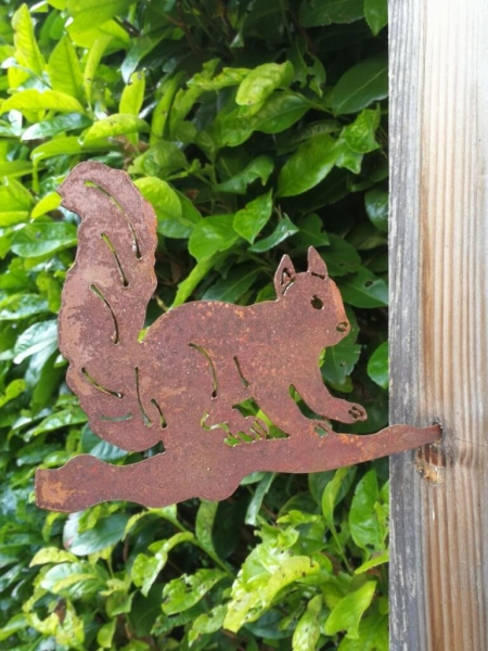 Edelrost Eichhörnchen "Walnut", laufend