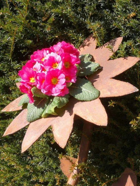 Edelrost Blume Selma zum Bepflanzen