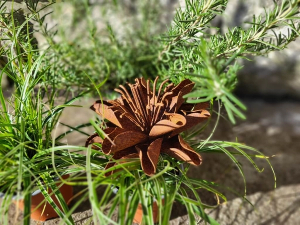 Edelrost Blume Anouke, klein