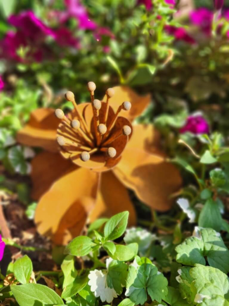 Edelrost Blume Camilla
