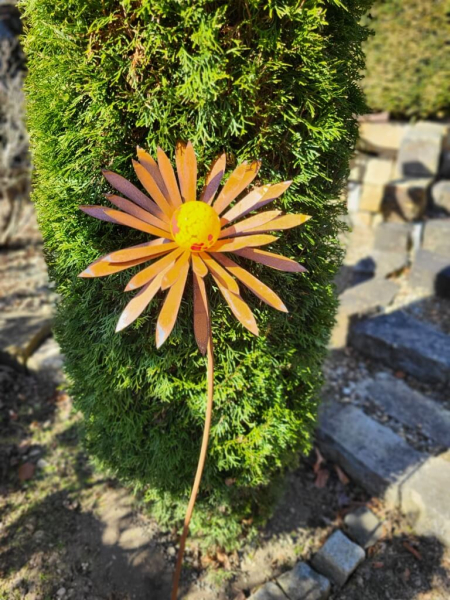 Edelrost Blume Ilonka, spitze Blätter