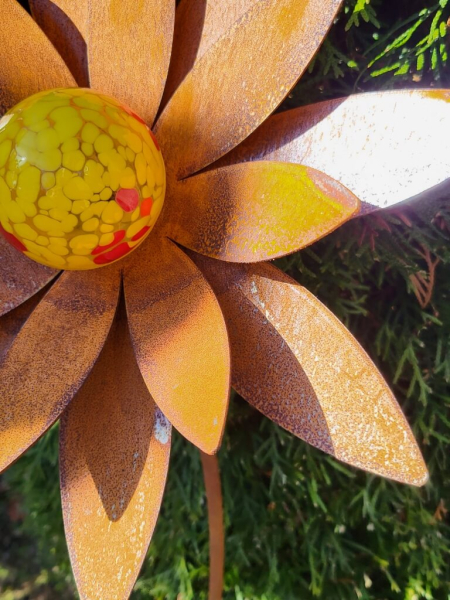 Edelrost Blume Swetlana, breite Blätter