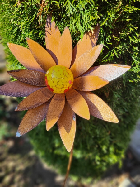 Edelrost Blume Swetlana, breite Blätter