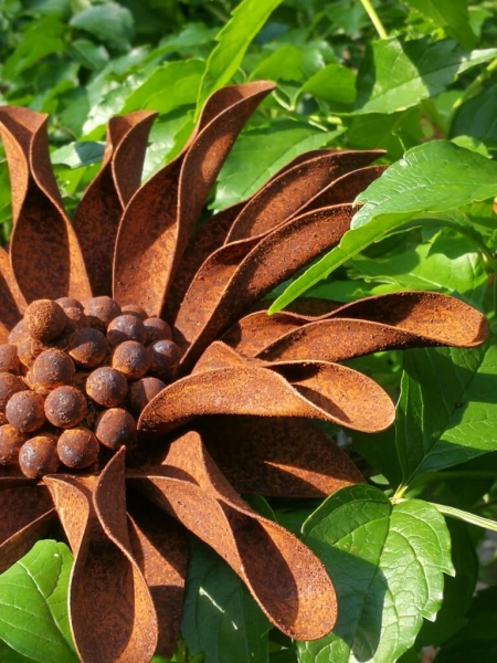 Edelrost Blume Ringelblume