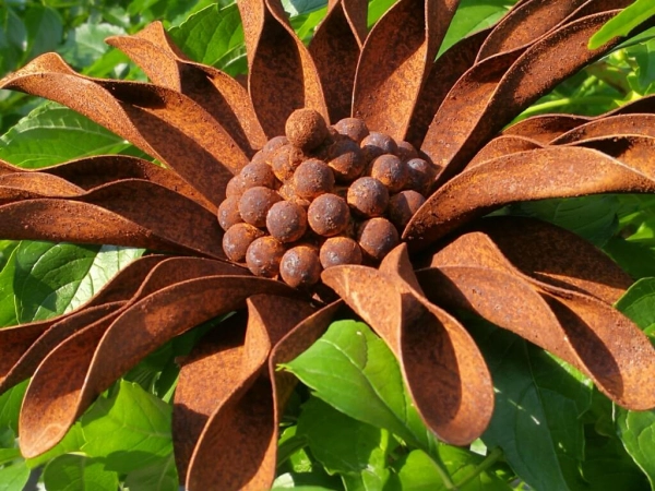 Edelrost Blume Ringelblume