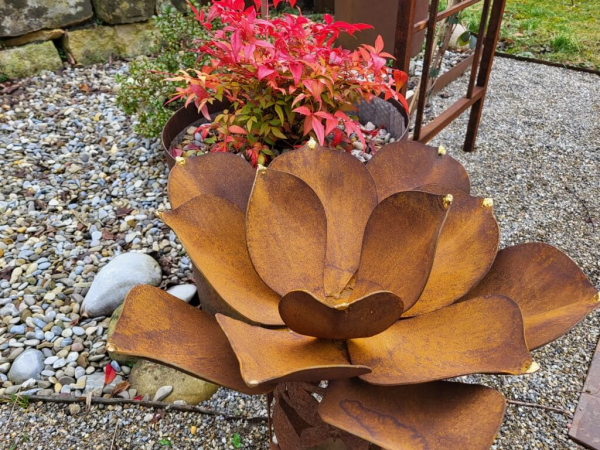 Edelrost Echeveria mit Goldspitzen